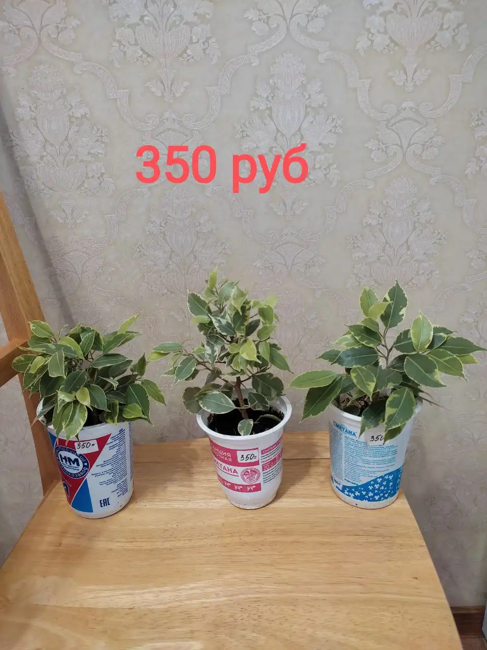 Продажа комнатных растений: фикусы Бенджамина и толстянка - Растения (Хобби и отдых) в Орск