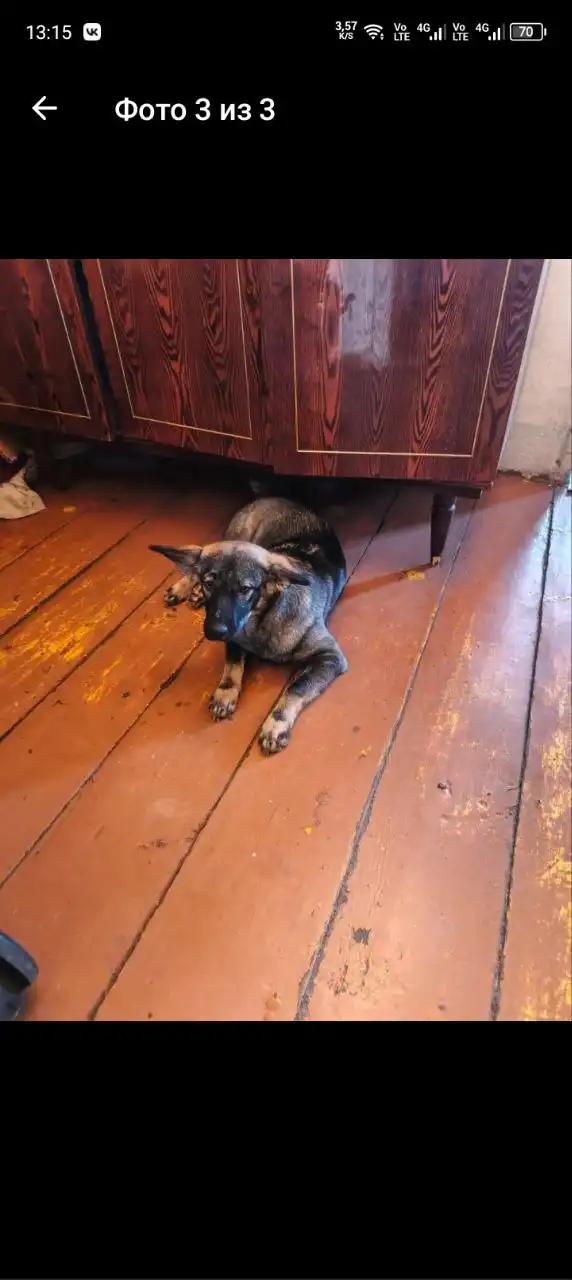 Девочки ищут хороших хозяев - Собаки (Животные) в Первомайский