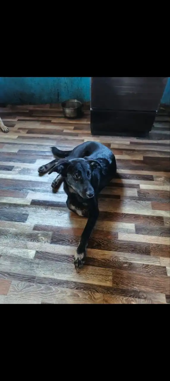 Девочки ищут хороших хозяев - Собаки (Животные) в Первомайский