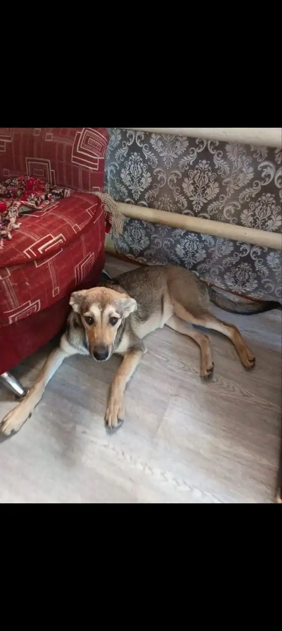 Девочки ищут хороших хозяев - Собаки (Животные) в Первомайский