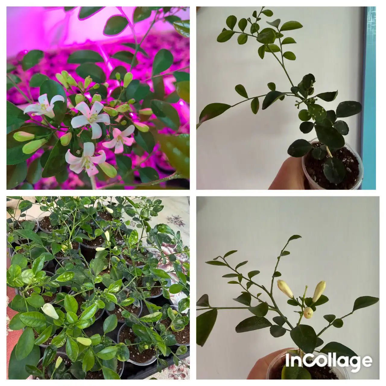 Продается Мурайя с ароматом жасмина - Растения (Хобби и отдых) в Орск