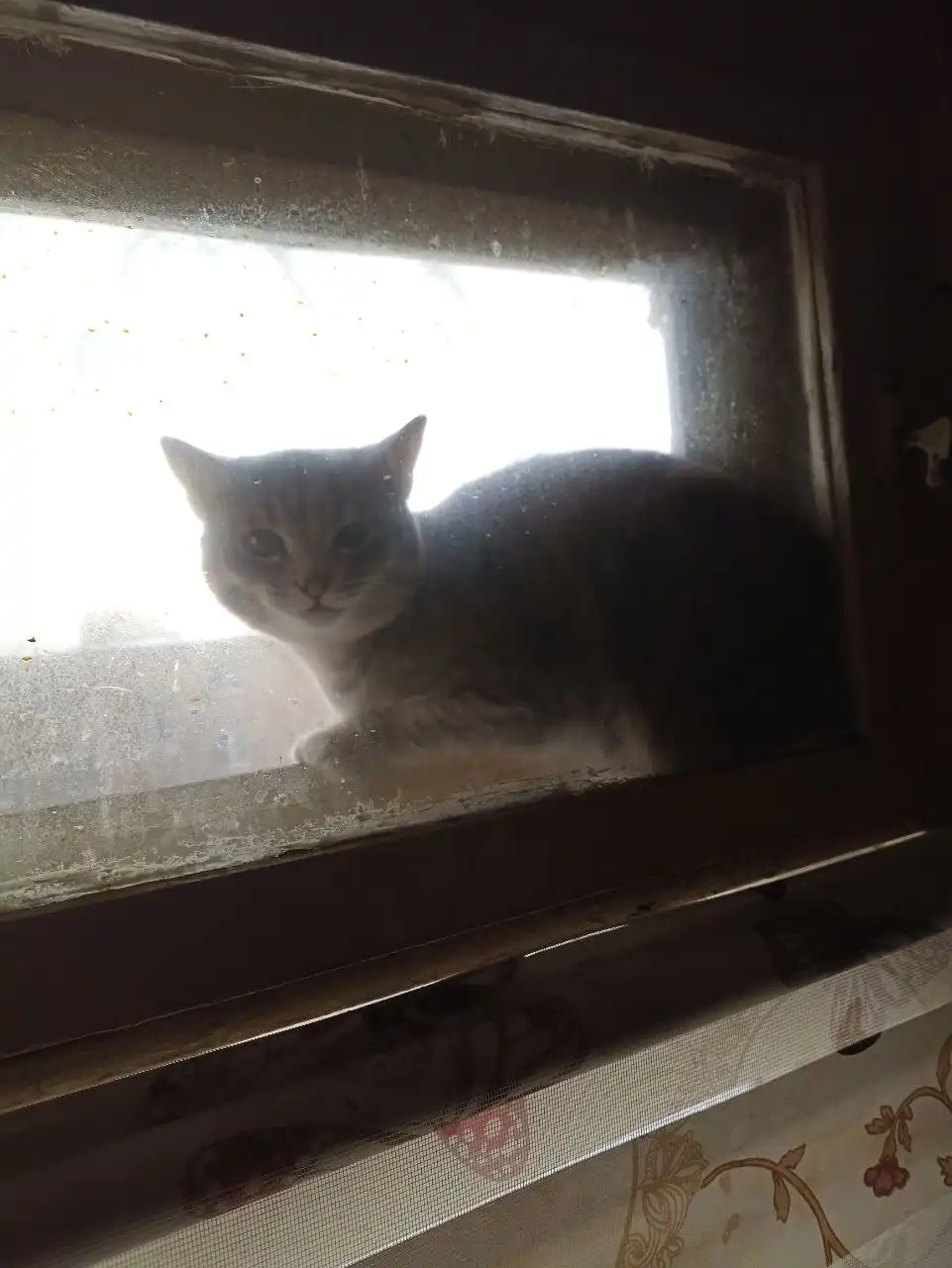 Потерялась кошка Маня в районе Гагарина - Потерянные животные (Животные) в Неизвестно