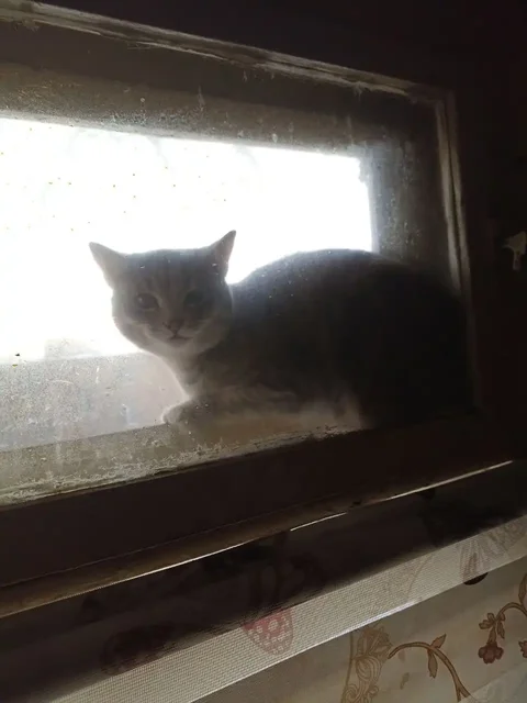 Потерялась кошка Маня в районе Гагарина - частное объявление в Неизвестно