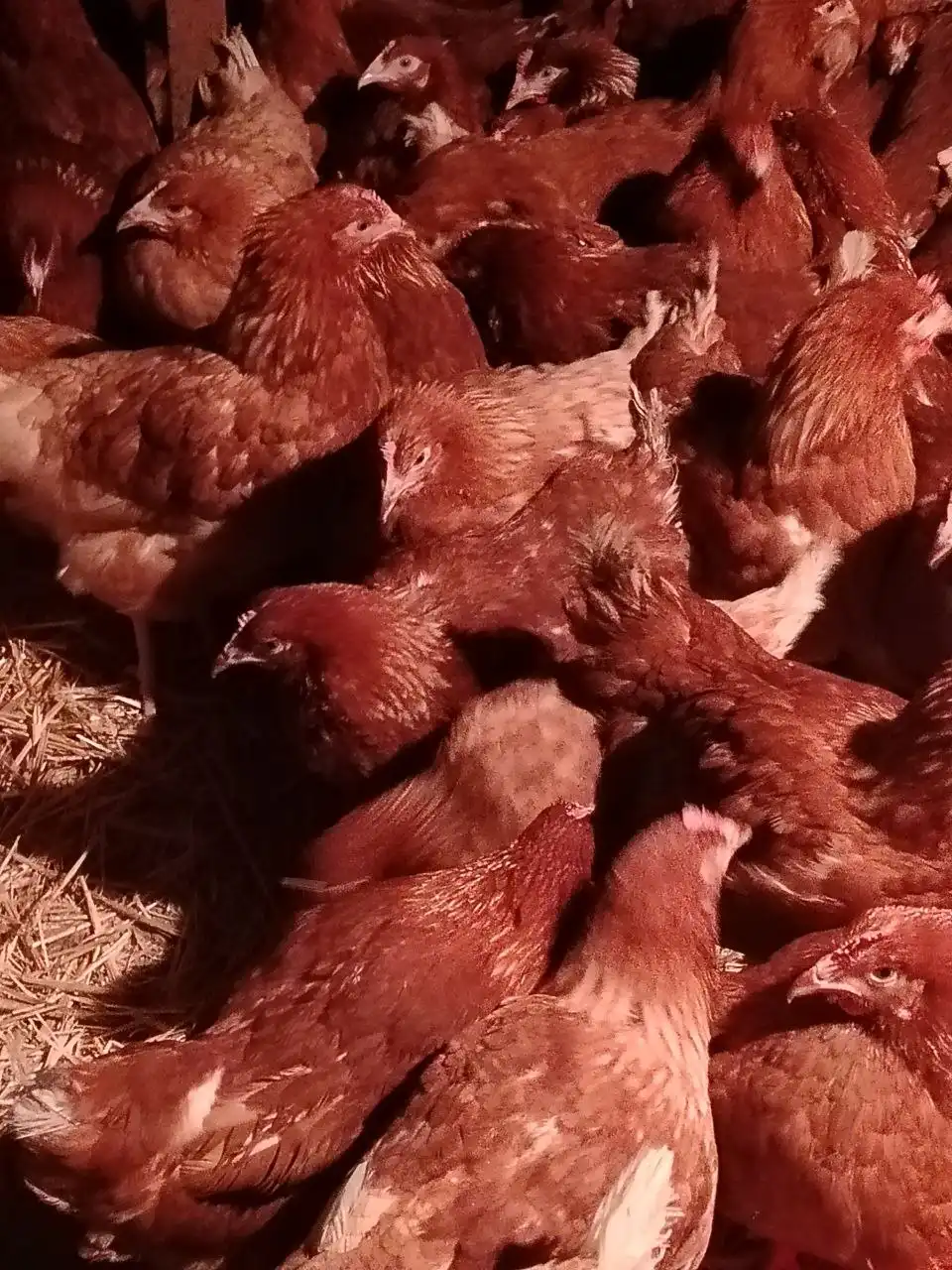 Продажа молодых кур Ломан Браун и Ломан Классик - Птица (Животные) в Орск