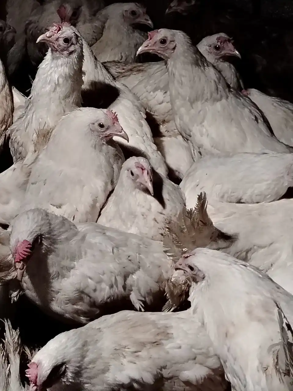 Продажа молодых кур Ломан Браун и Ломан Классик - Птица (Животные) в Орск