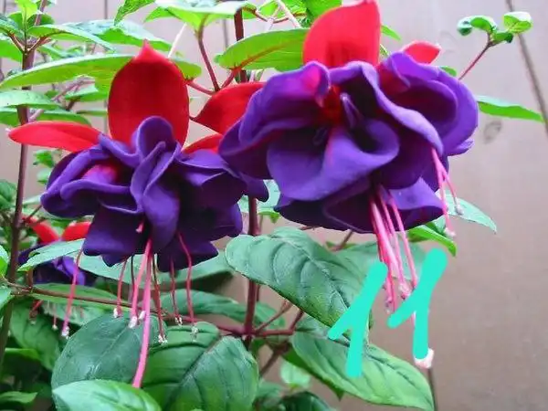 Продам укорененные черенки фуксии и бегонии - Растения (Хобби и отдых) в Орск