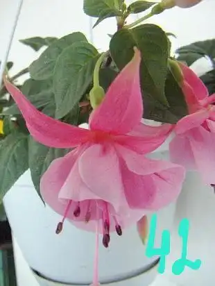 Продам укорененные черенки фуксии и бегонии - Растения (Хобби и отдых) в Орск