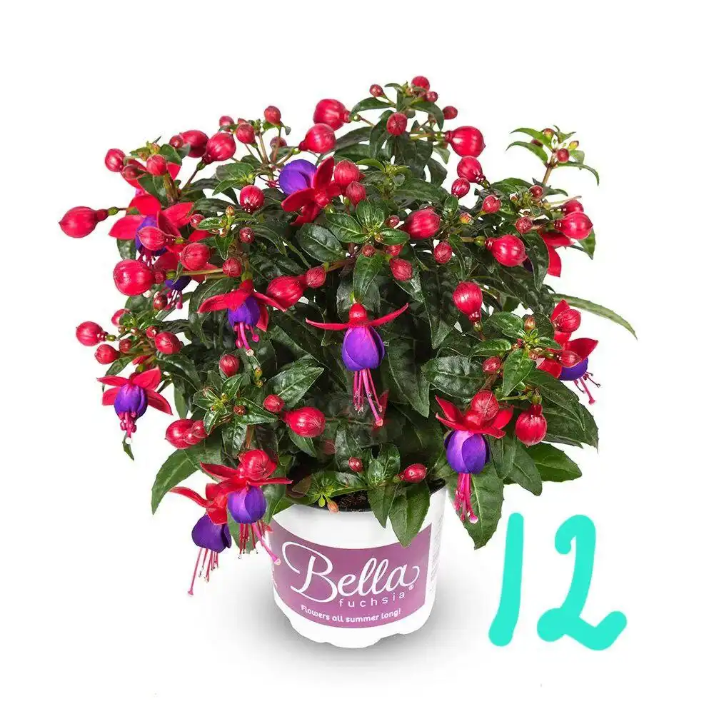 Продам укорененные черенки фуксии и бегонии - Растения (Хобби и отдых) в Орск