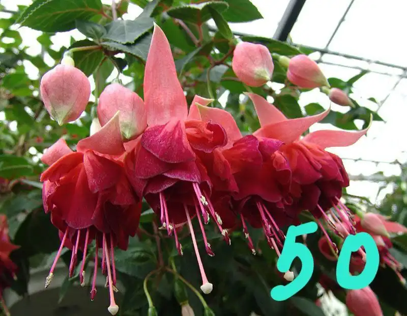 Продам укорененные черенки фуксии и бегонии - Растения (Хобби и отдых) в Орск