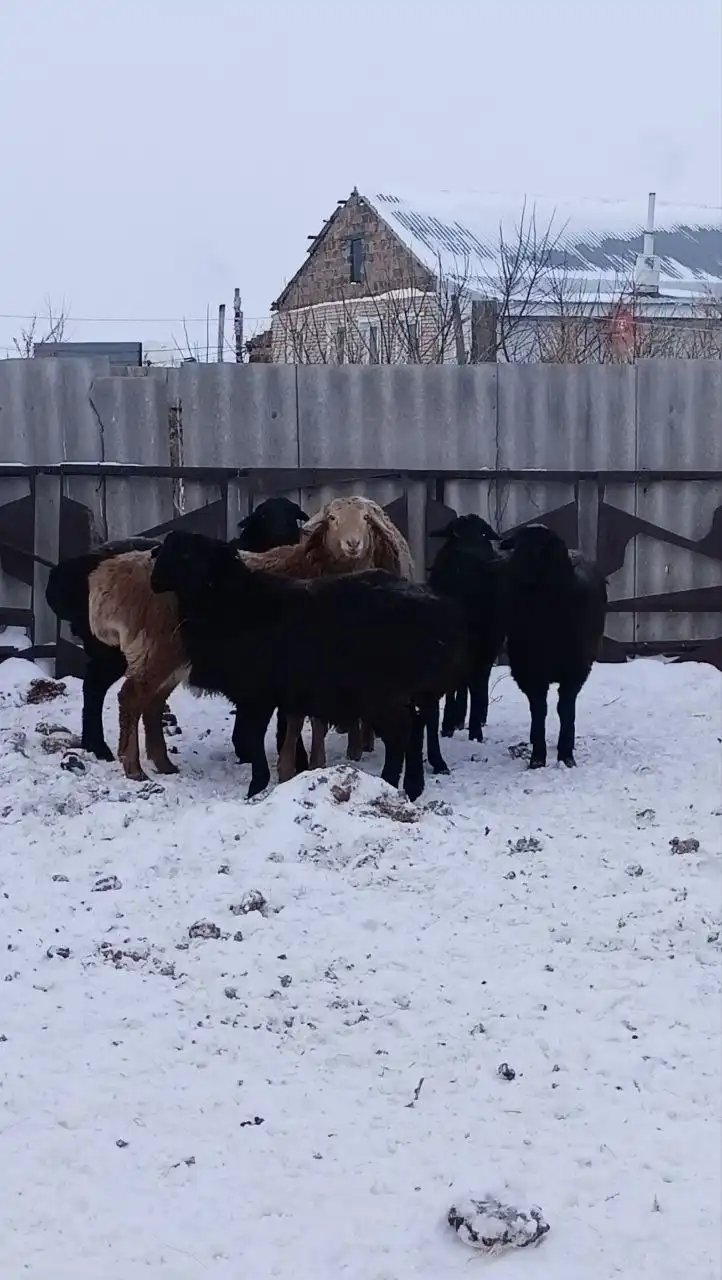 Продажа молодых откормленных курдючных валухов - Скот (Животные) в Орск