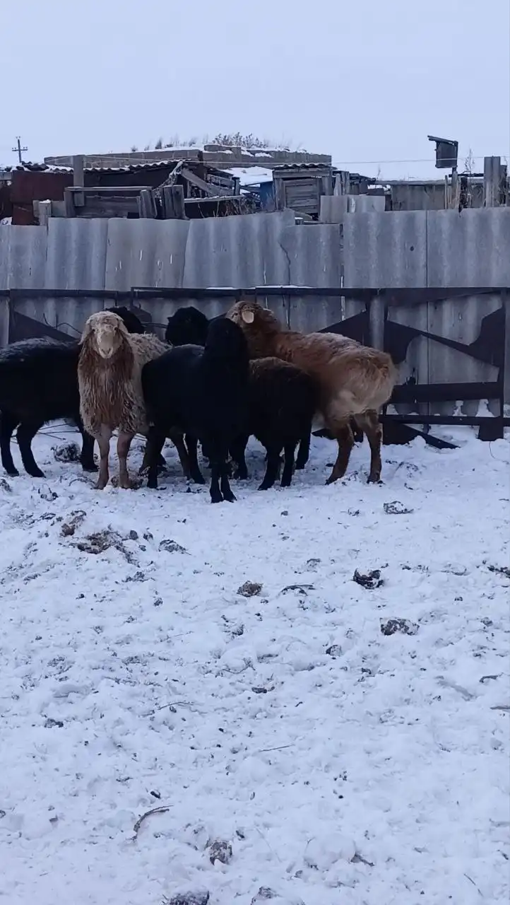 Продажа молодых откормленных курдючных валухов - Скот (Животные) в Орск