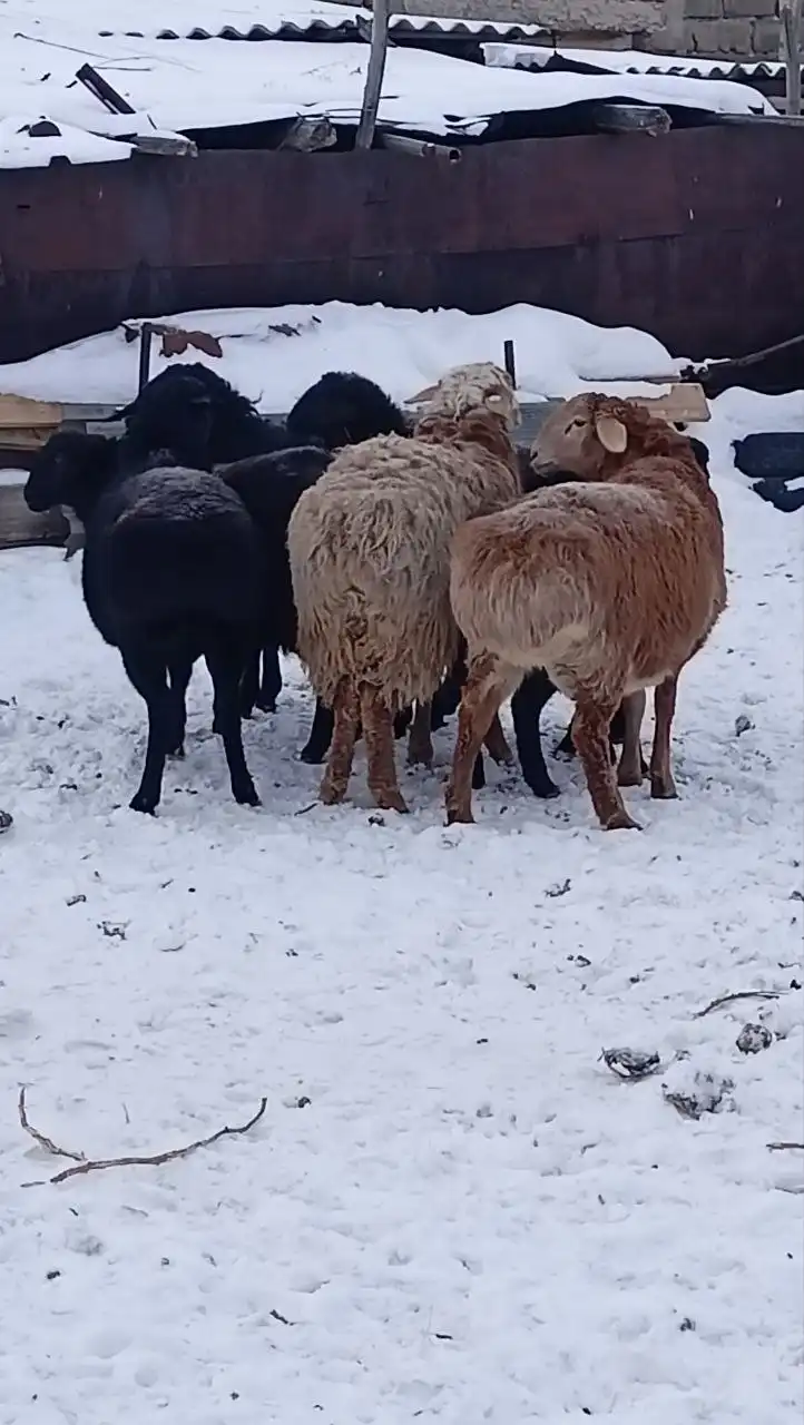 Продажа молодых откормленных курдючных валухов - Скот (Животные) в Орск