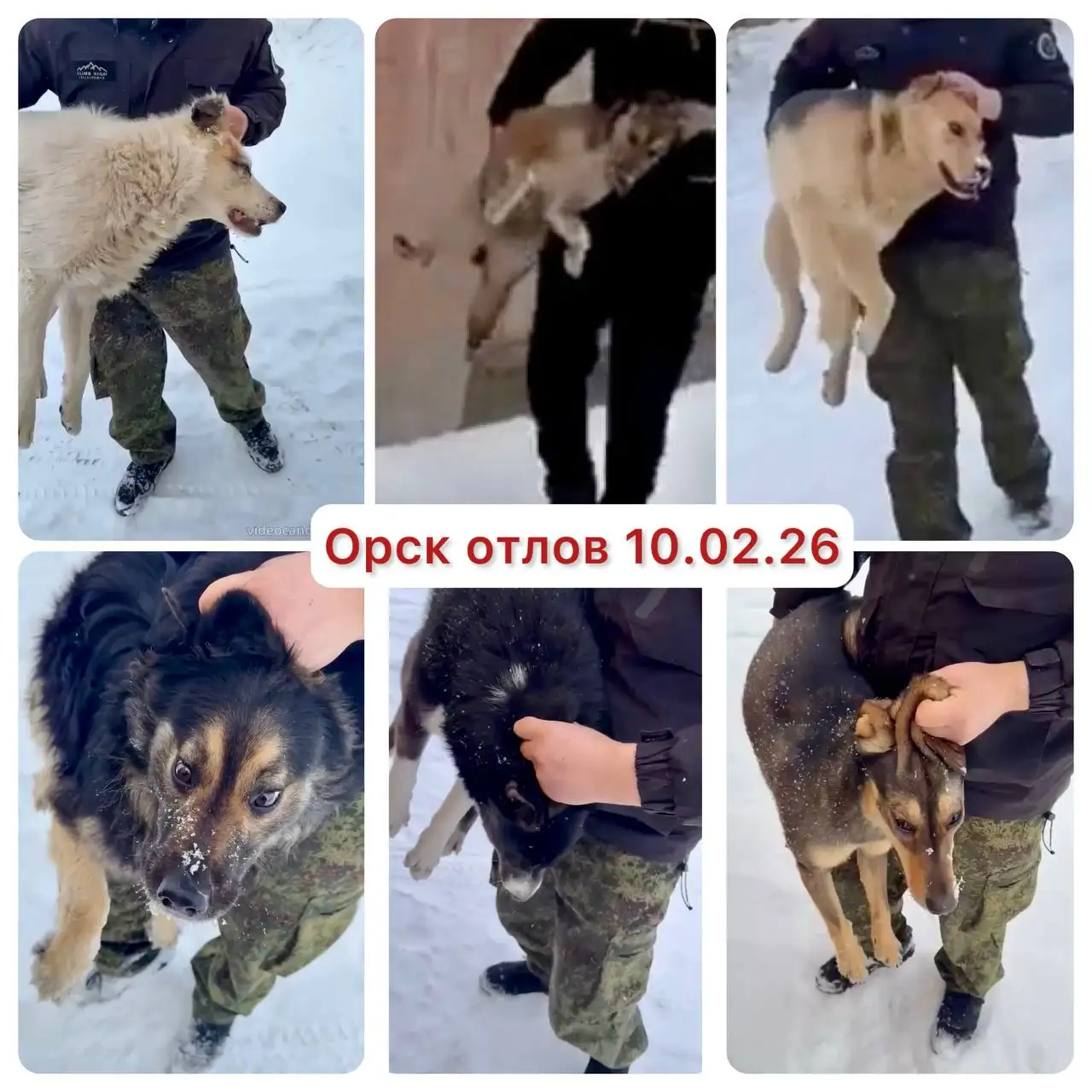 Предупреждение об отлове собак в Орске и возможность забрать питомцев - Собаки (Животные) в Орск