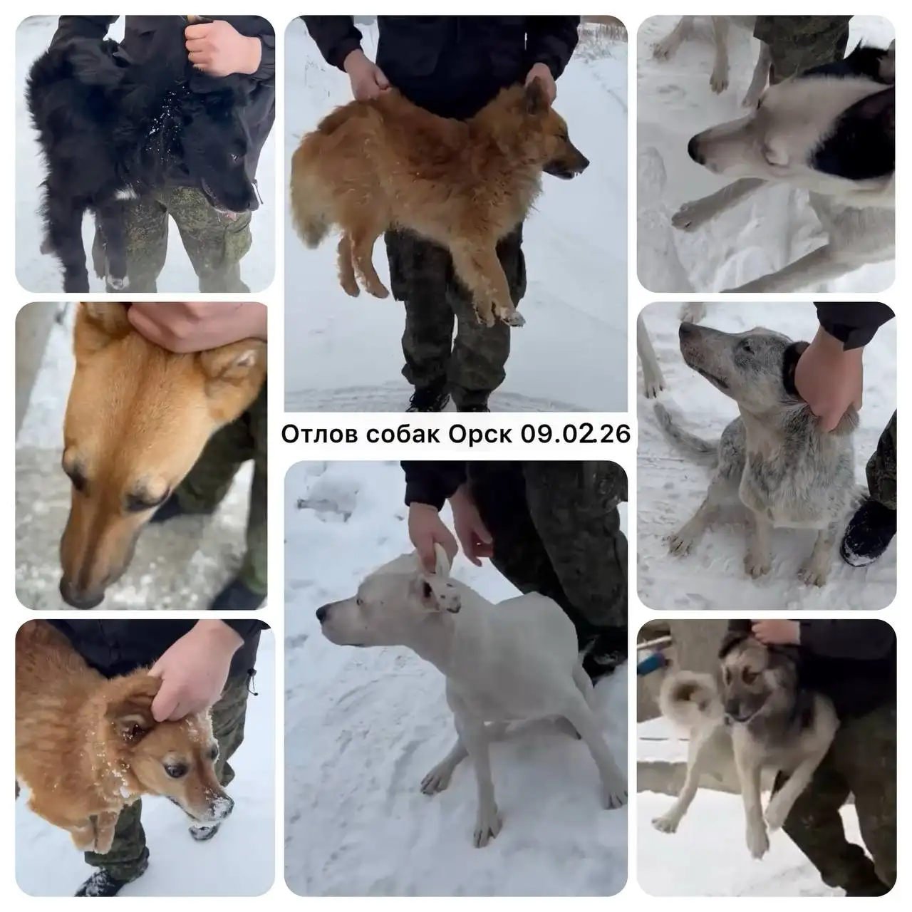 Предупреждение об отлове собак в Орске и возможность забрать питомцев - Собаки (Животные) в Орск