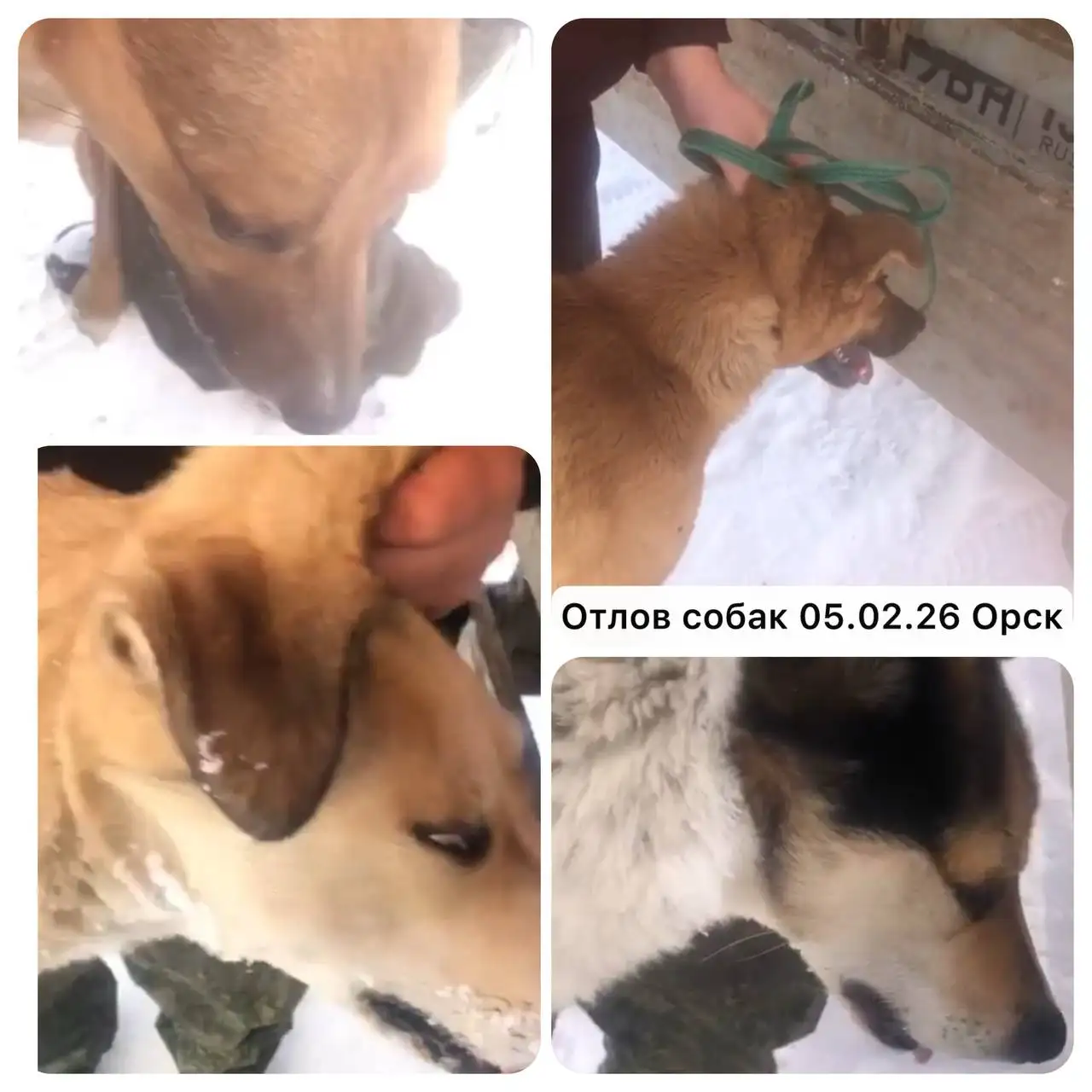 Предупреждение об отлове собак в Орске и возможность забрать питомцев - Собаки (Животные) в Орск