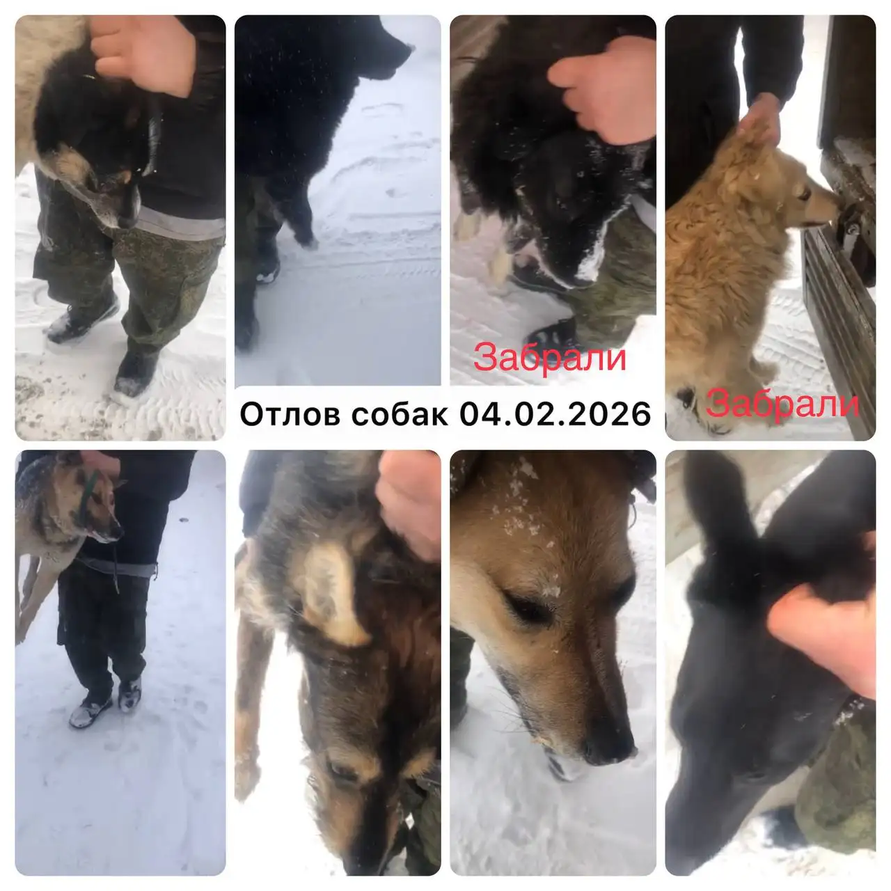 Предупреждение об отлове собак в Орске и возможность забрать питомцев - Собаки (Животные) в Орск