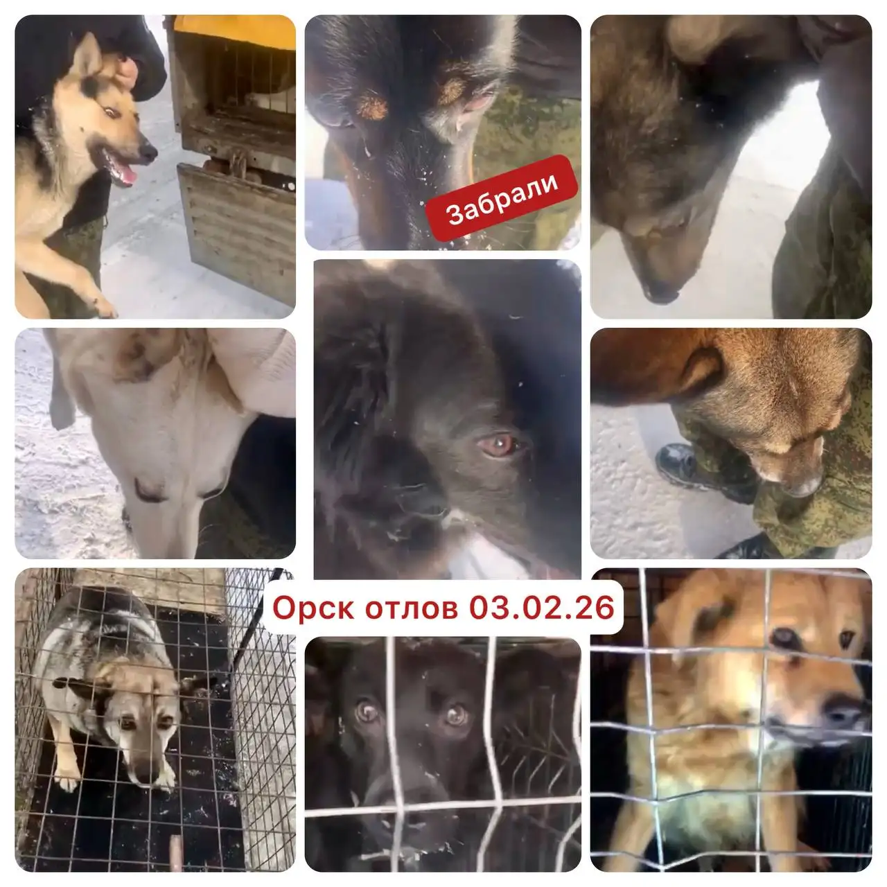 Предупреждение об отлове собак в Орске и возможность забрать питомцев - Собаки (Животные) в Орск