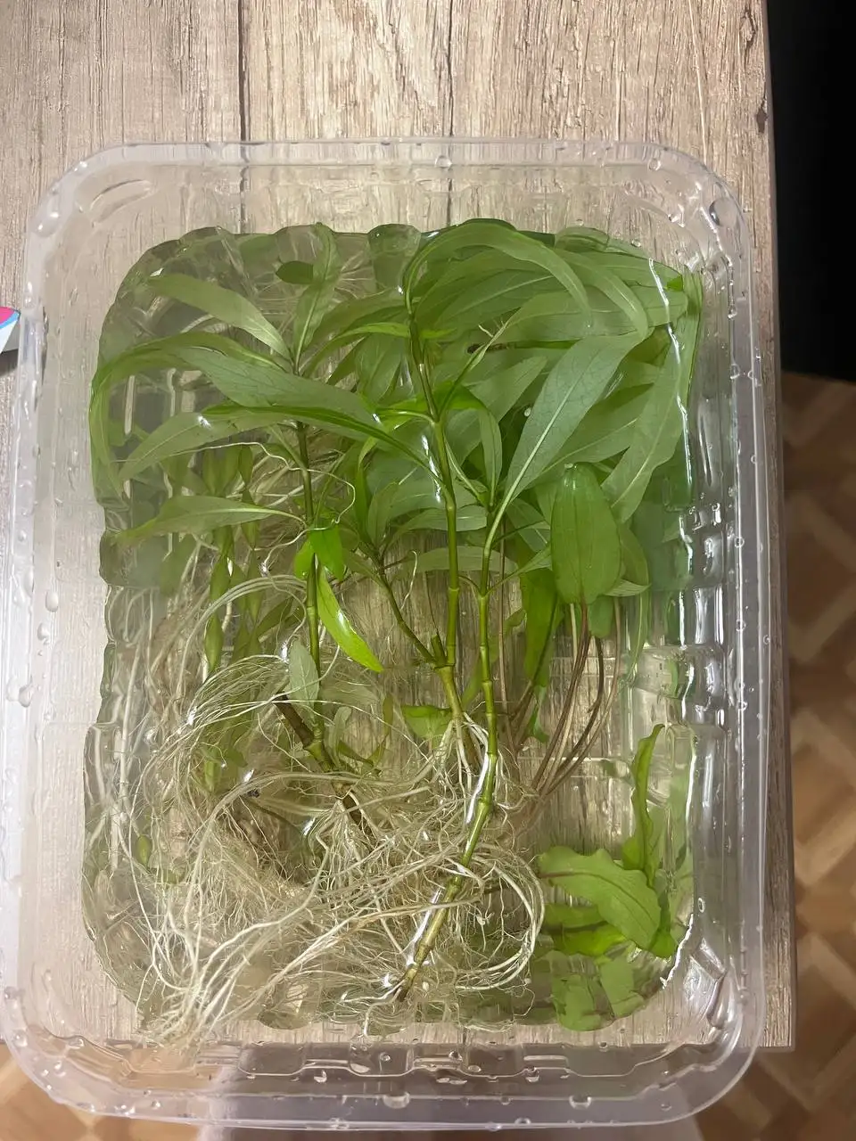 Аквариумные растения отдам - Аквариумистика (Животные) в Орск