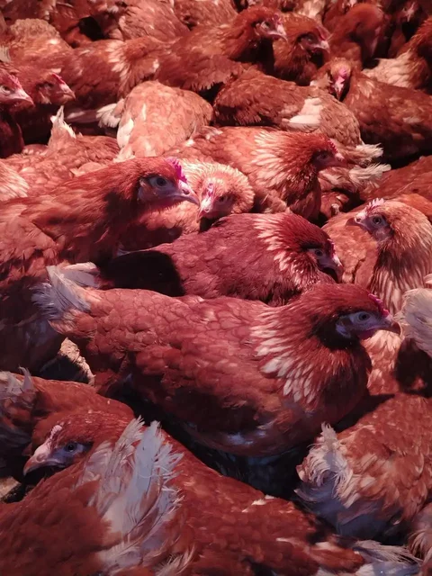 Продажа кур молодок Ломан Браун и Классик - Животные в Орск