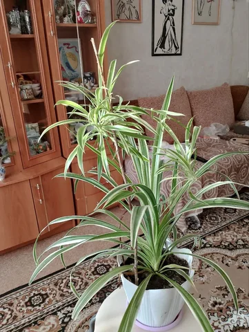 Хлорофитум большой для очистки воздуха - Ювелирные изделия в Орск