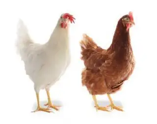 Продажа кур несушек - Птицы (Животные) в Орск