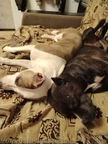 Щенки АмСтафа к бронированию - Ветеринарные услуги в Орск