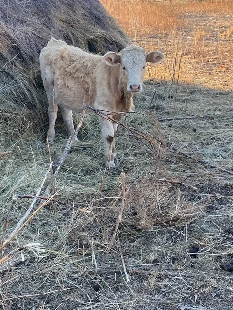 Продам тёлку 1 год 1 месяц - Ветеринарные услуги в Орск