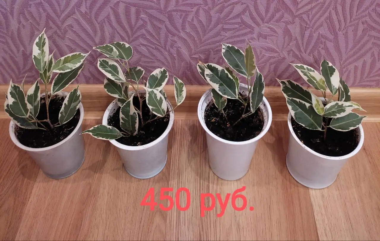 Продажа комнатных растений: фикусы Бенджамина и толстянка - Растения (Хобби и отдых) в Орск