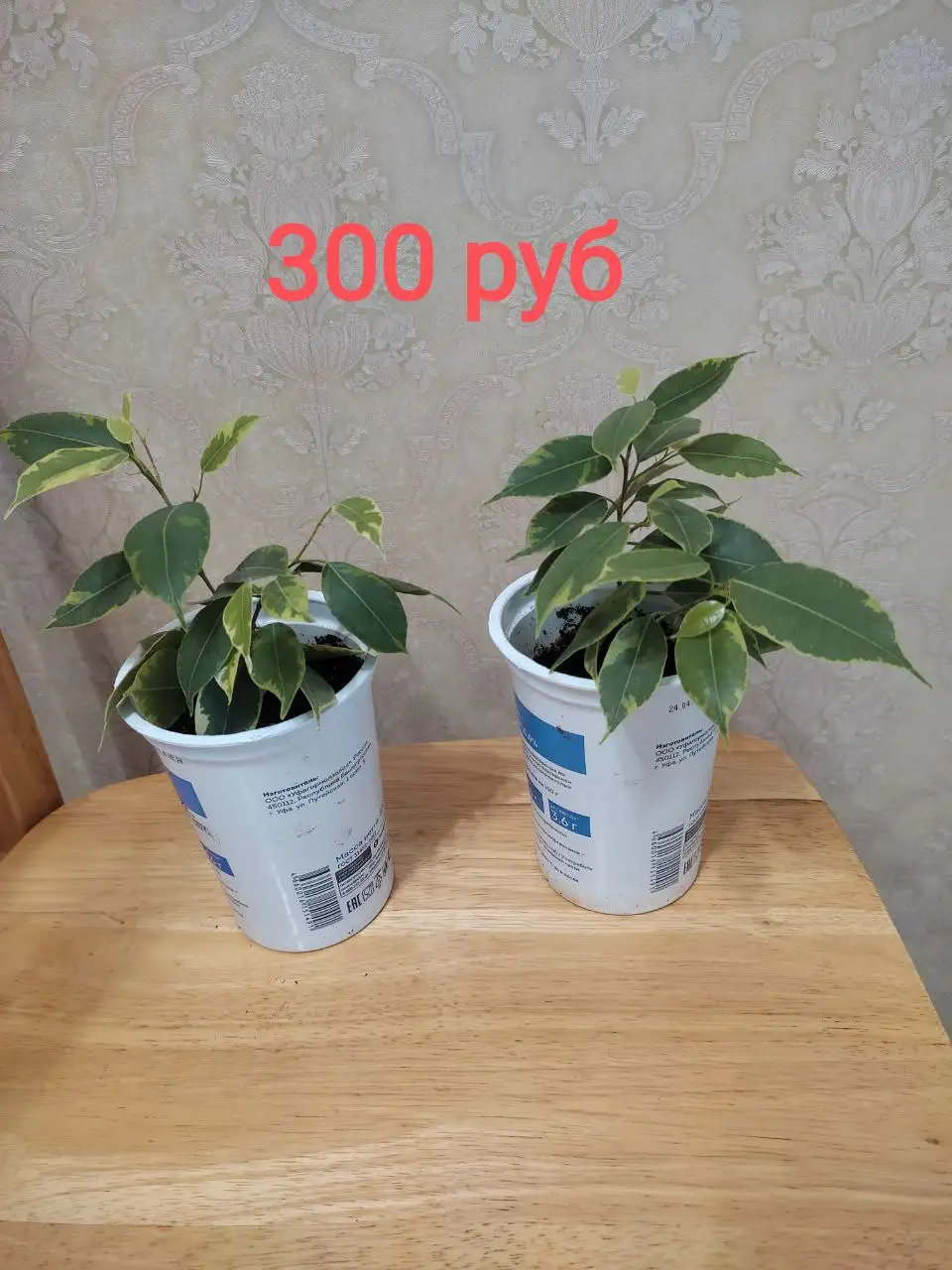 Продажа комнатных растений: фикусы Бенджамина и толстянка - Растения (Хобби и отдых) в Орск