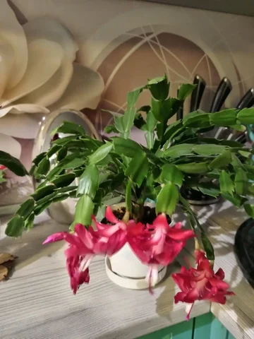 Объявление о продаже товара в Орске - Продукты питания в Орск