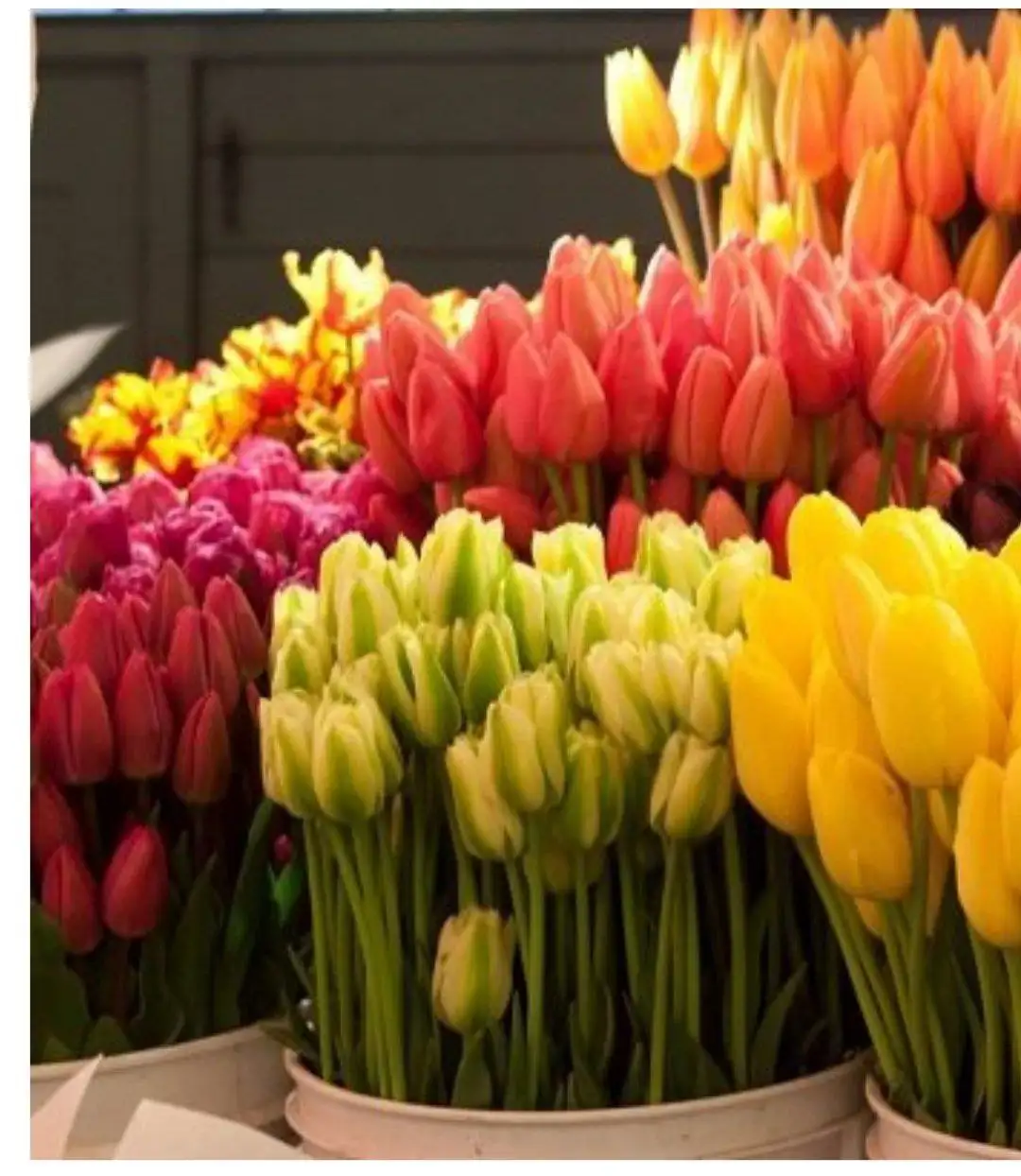 Голландские тюльпаны к 8 марта - Цветы (Хобби и отдых) в Орск