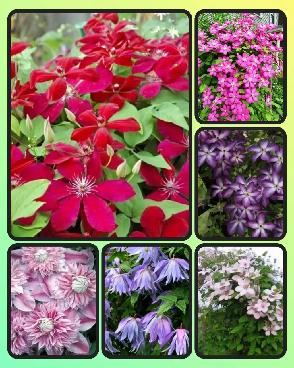 Клематисы ЗКС оптом - Растения (Барахолка) в Орск