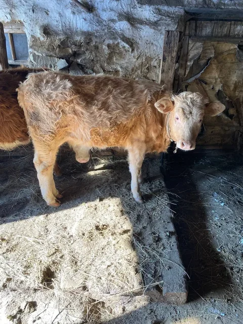 Продам телку 1 год - Птица в Орск