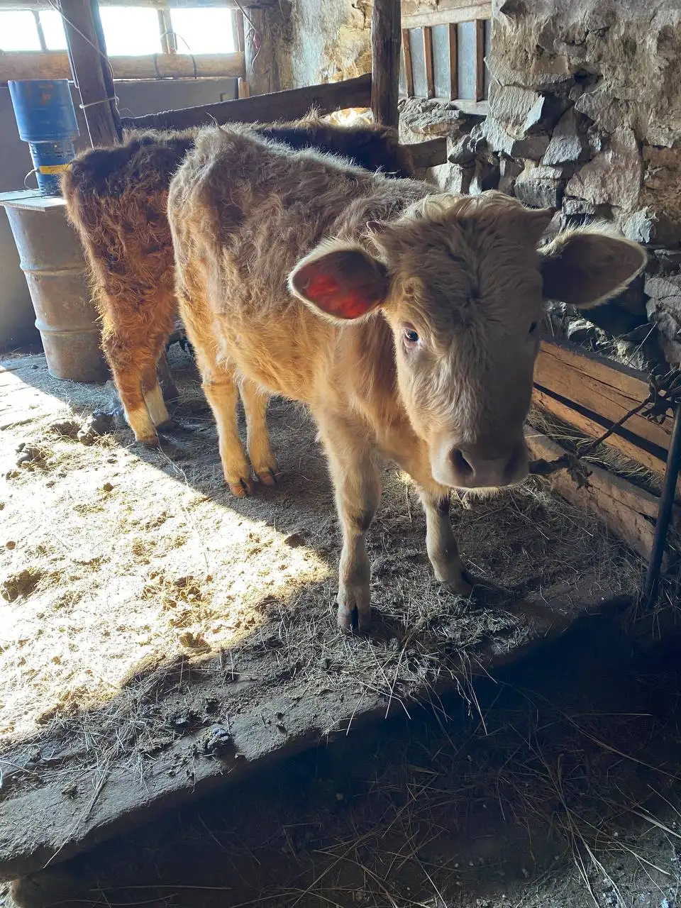 Продам телку 1 год - Крупный рогатый скот (Животные) в Орск