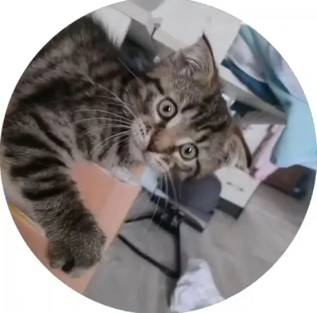 Продажа котёнка метиса шотландской вислоухой и мейн-куна - Животные в Неизвестно