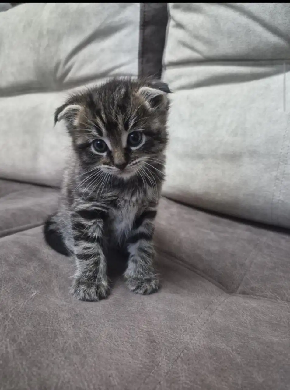 Продажа котёнка метиса шотландской вислоухой и мейн-куна - Кошки (Животные) в Неизвестно