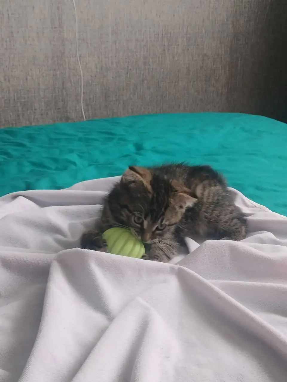 Продажа котёнка метиса шотландской вислоухой и мейн-куна - Кошки (Животные) в Неизвестно