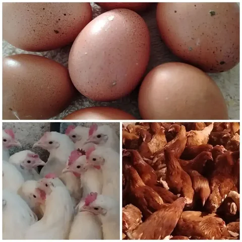 Продажа кур несушек пород Ломан Браун и Ломан Классик - частное объявление в Орск