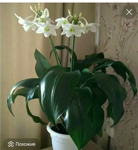 Куплю эухарис в Орске - Одежда и аксессуары в Орск