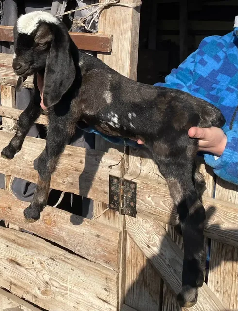 Продажа коз и козлов разного возраста - Животные в Неизвестно