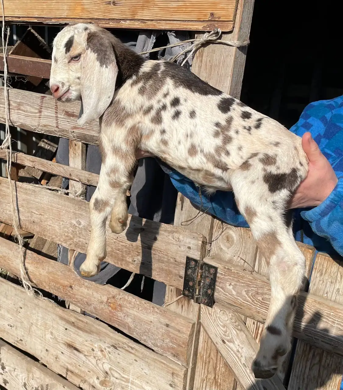 Продажа коз и козлов разного возраста - Сельскохозяйственные животные (Животные) в Неизвестно