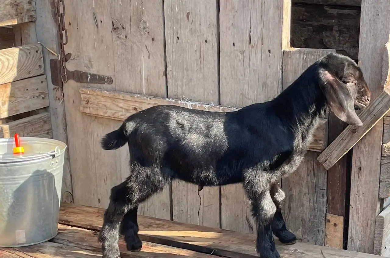 Продажа коз и козлов разного возраста - Сельскохозяйственные животные (Животные) в Неизвестно