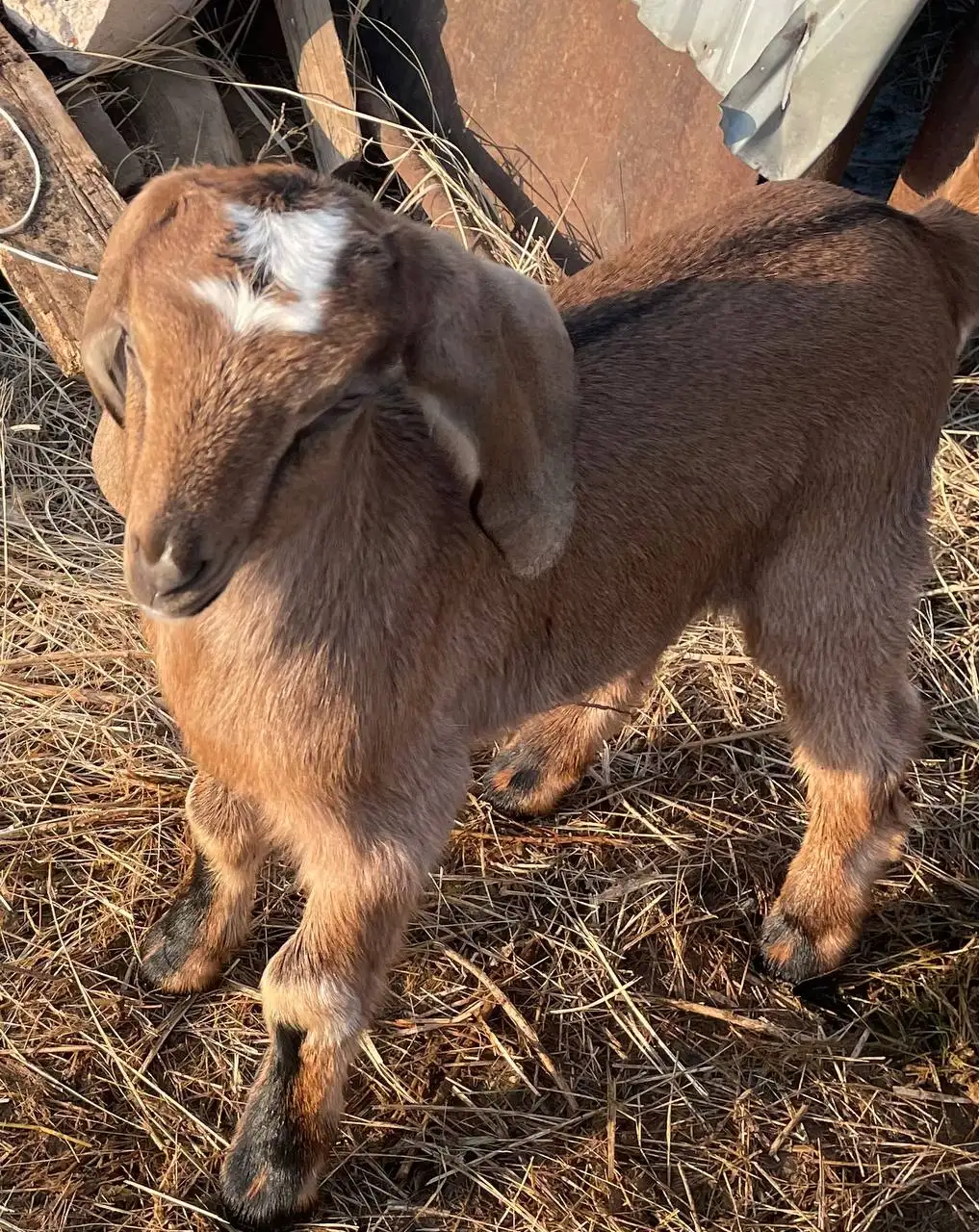 Продажа коз и козлов разного возраста - Сельскохозяйственные животные (Животные) в Неизвестно