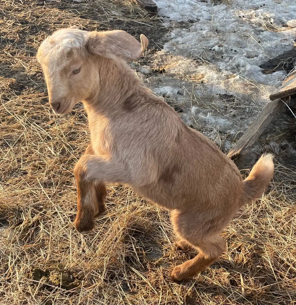 Продажа коз и козлов разного возраста - Сельскохозяйственные животные (Животные) в Неизвестно