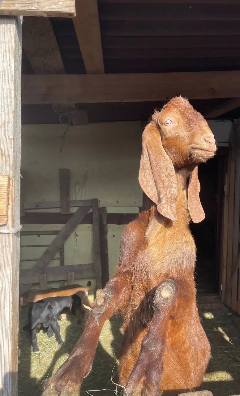 Продажа коз и козлов разного возраста - Сельскохозяйственные животные (Животные) в Неизвестно