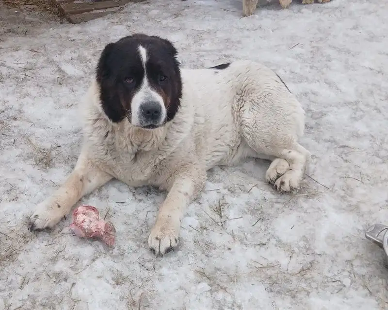 Найден алабай девочка 4 лет - Собаки (Животные) в Орск