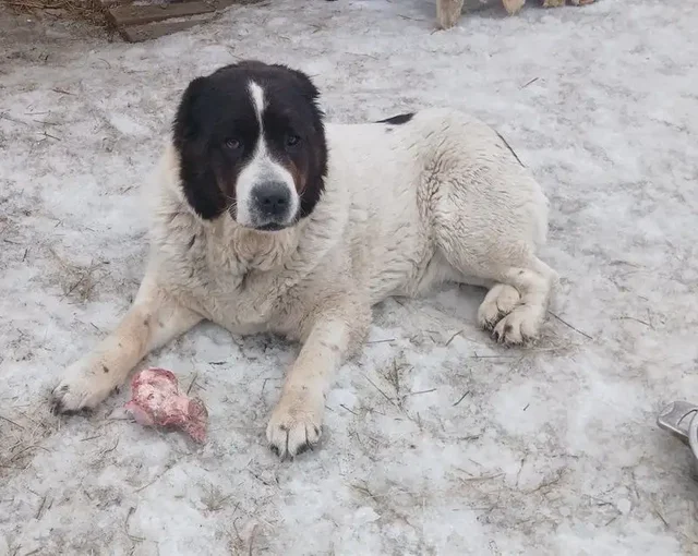 Найден алабай девочка 4 лет - Лошади в Орск