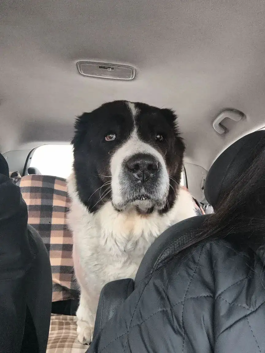 Найден алабай девочка 4 лет - Собаки (Животные) в Орск