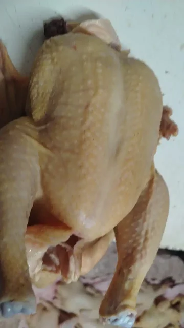 Продажа кур молодок породы Родонит и бройлеров свежего забоя - Одежда и аксессуары в Орск