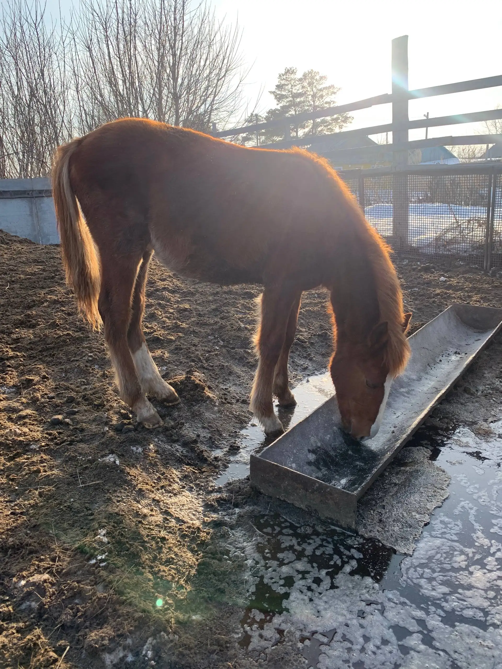 Продажа или обмен жеребчиков - Лошади (Животные) в Орск